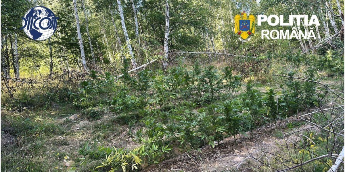 Cultură de canabis, prinsă în pădurea din Covasna