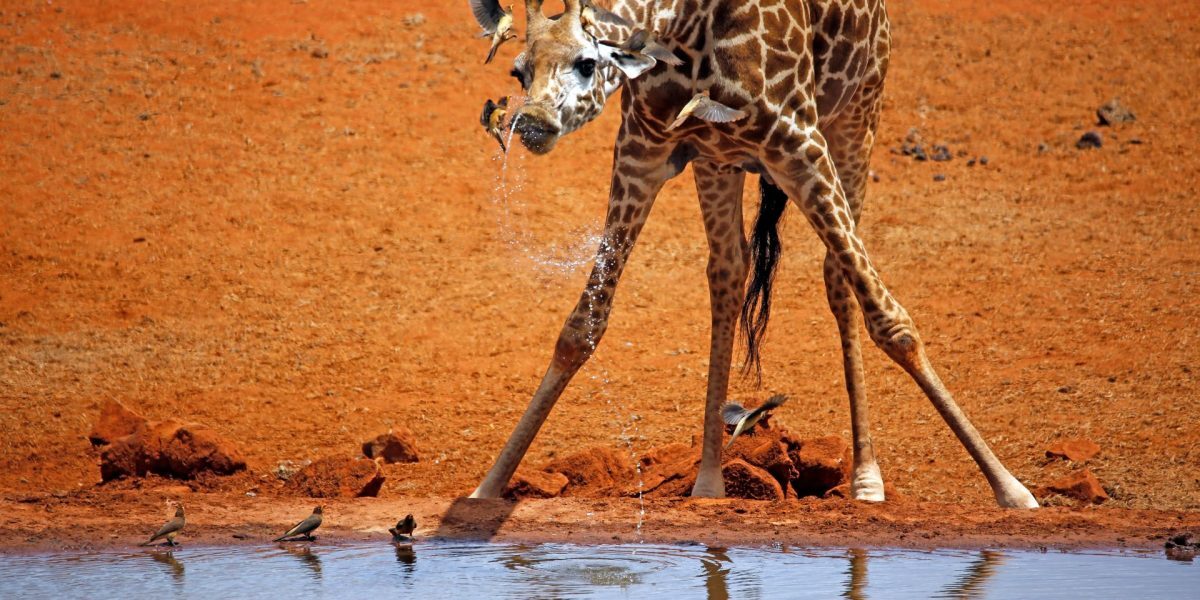 Girafe: Cât de înalt e puiul la naștere?