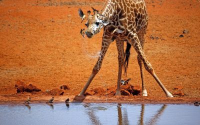 Girafe: Cât de înalt e puiul la naștere?