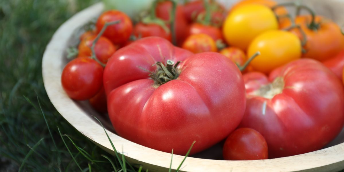 Roșiile coapte în august: Sfatul lui Monty Don pentru grădinari