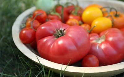 Roșiile coapte în august: Sfatul lui Monty Don pentru grădinari