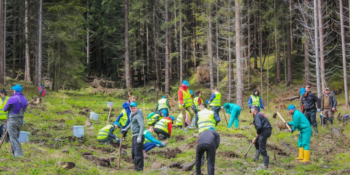 România surclasează țintele PNRR la împăduriri
