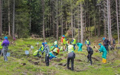 România surclasează țintele PNRR la împăduriri