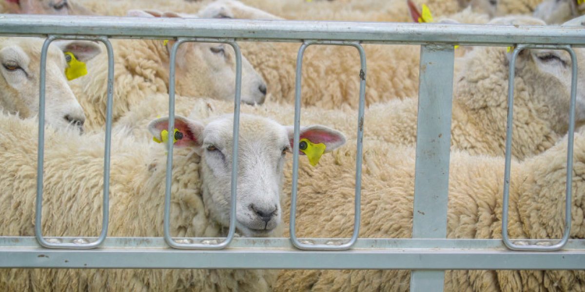 Transport ilegal oi Vaslui: șofer amendat, animale sechestrate