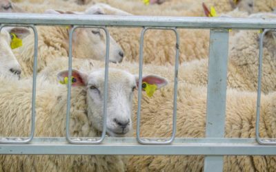 Transport ilegal oi Vaslui: șofer amendat, animale sechestrate