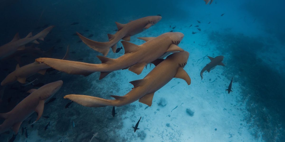 Oceanele, fierbinți ca niciodată în iulie