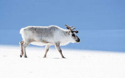Reni mor în vară: Semnal de alarmă pentru natură