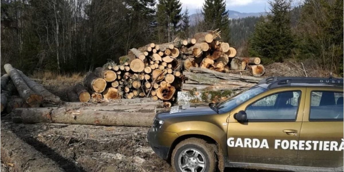 Buzoianu: Descoperire uriașă: Tăieri ilegale de arbori, una dintre cele mai mari din ultimii ani