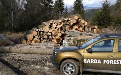 Buzoianu: Descoperire uriașă: Tăieri ilegale de arbori, una dintre cele mai mari din ultimii ani