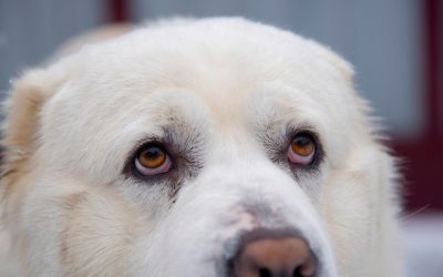 Câini uciși la Berchișești: Fiul primăriței, acuzat de peste 600 de morți