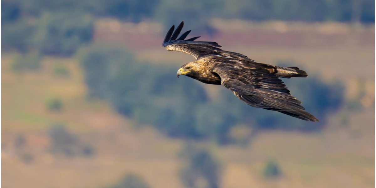 Feliks, acvila salvată, liberă în natură după trafic