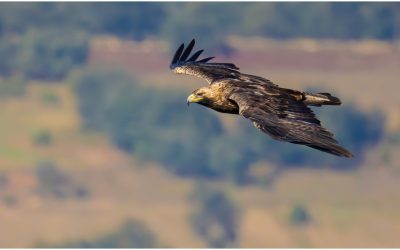 Feliks, acvila salvată, liberă în natură după trafic