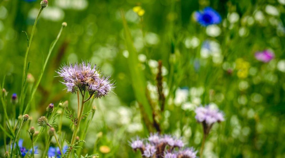 Curtea Constituțională, sesizată pe legea biodiversității