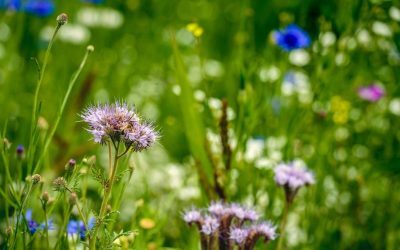 Curtea Constituțională, sesizată pe legea biodiversității