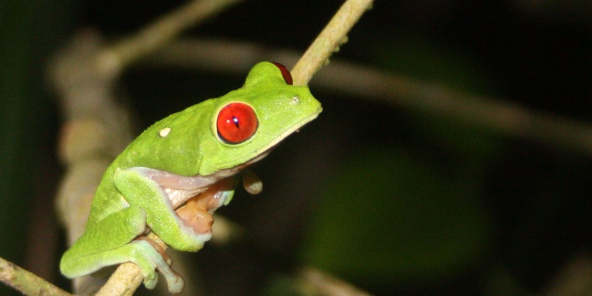 Broască nouă în Costa Rica: ce o face unică