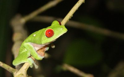Broască nouă în Costa Rica: ce o face unică