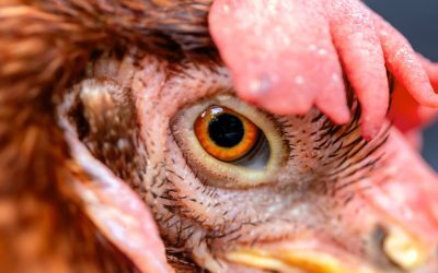 Fermentarea Puiilor, Pui de Bacterii Ucigașe în Fermele Industriale