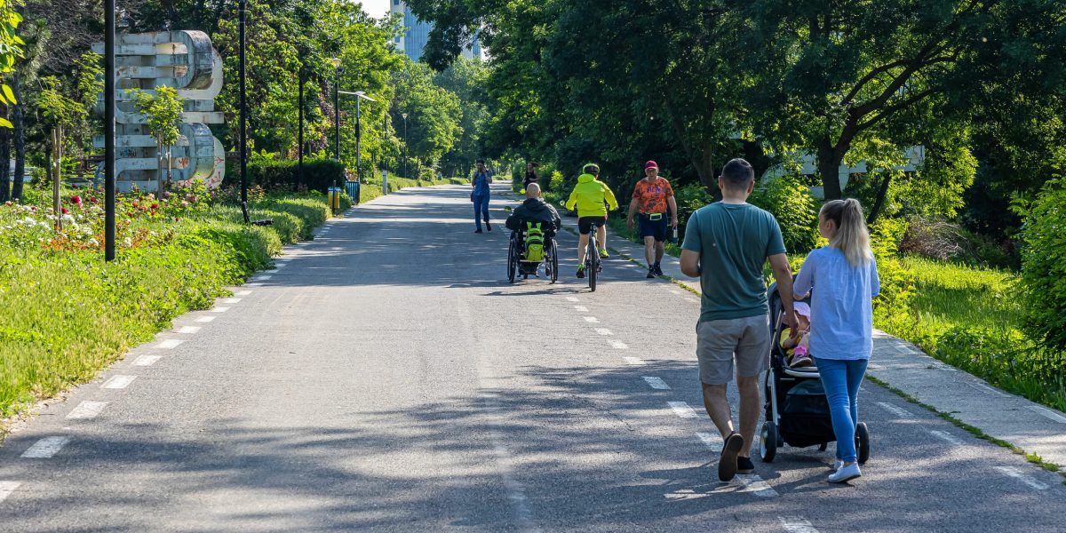 Primăria, obligată să asculte: Sute de copaci, vizați de tăiere
