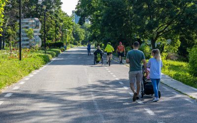 Primăria, obligată să asculte: Sute de copaci, vizați de tăiere