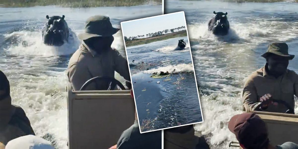 Hipopotam urmărește barcă turiști în Botswana