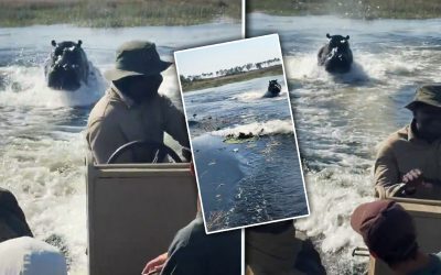 Hipopotam urmărește barcă turiști în Botswana