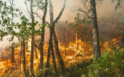 Gândacul negru, senzor anti-incendiu, salvează pădurile