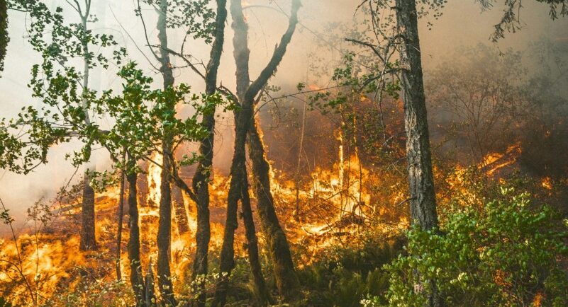 Gândacul negru, senzor anti-incendiu, salvează pădurile