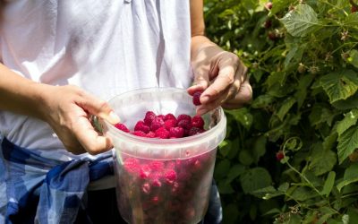 Cules de zmeură, 8.000 lei/lună, cazare gratis: românii refuză munca