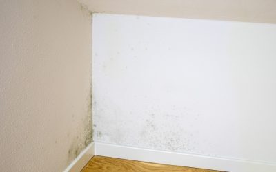 Mucegaiul: Pericol ascuns pentru sănătatea ta. Ce faci?