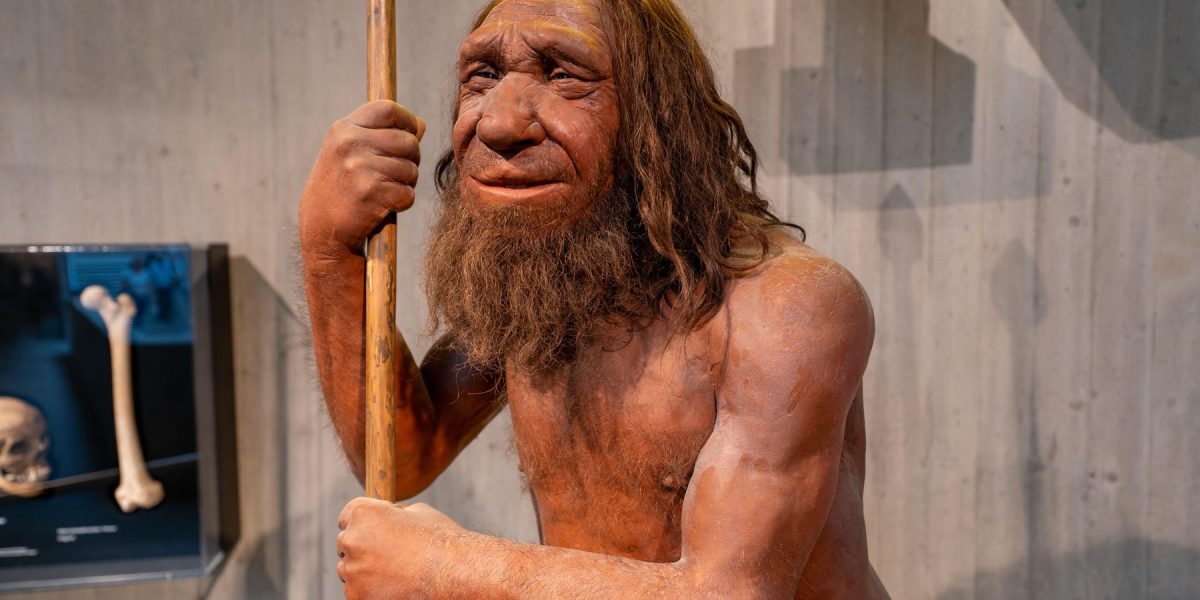 Moștenire Neanderthal: gena maselor musculare, doar pentru unii