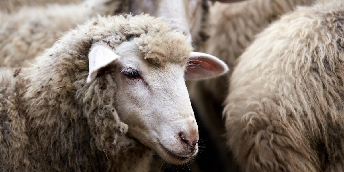 Gorj: 800 de oi, eutanasiate din cauza variolei ovine