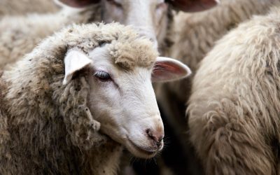 Gorj: 800 de oi, eutanasiate din cauza variolei ovine
