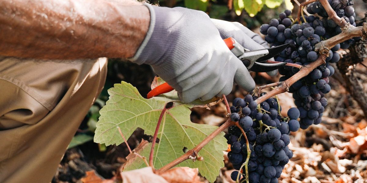 Fumul incendiilor riscă să strice vinul francez. Viticultorii, îngrijorați