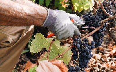 Fumul incendiilor riscă să strice vinul francez. Viticultorii, îngrijorați