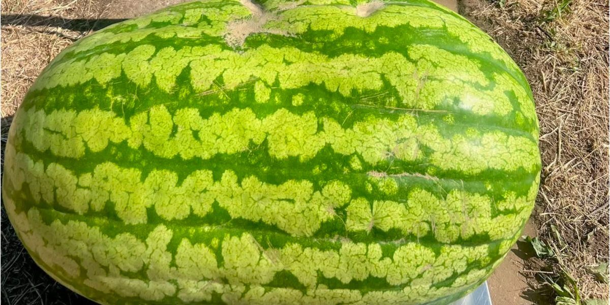 Gigant moldovenesc: Pepene de 74 kg, o minune agricolă