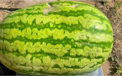 Gigant moldovenesc: Pepene de 74 kg, o minune agricolă