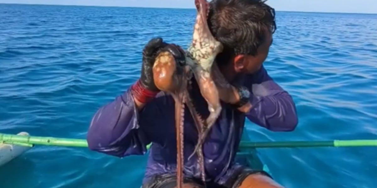 Pescar prins de caracatiță pe față, în Filipine