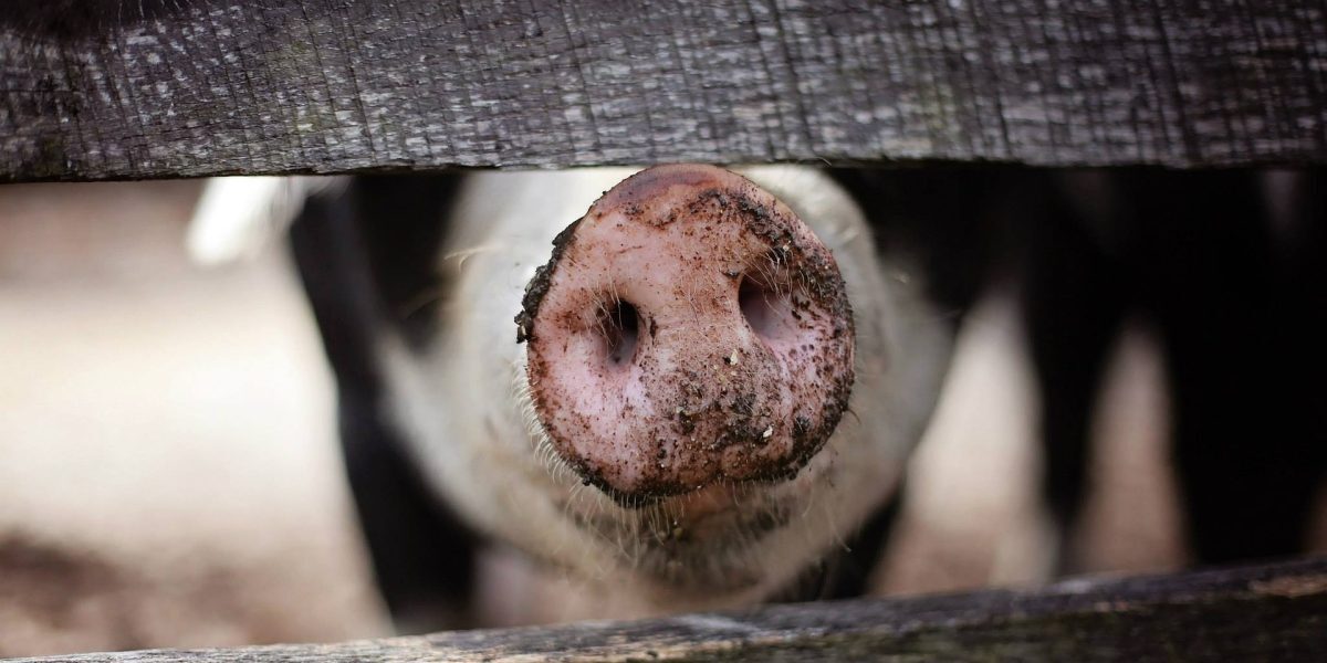 Comunismul, porci și evrei: România a vândut vieți pe animale