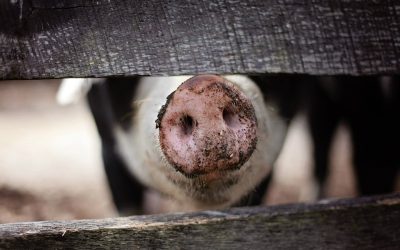 Comunismul, porci și evrei: România a vândut vieți pe animale