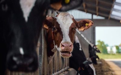 DN AGRAR cumpără Panorganic Vitavit. 750.000 euro ofertă
