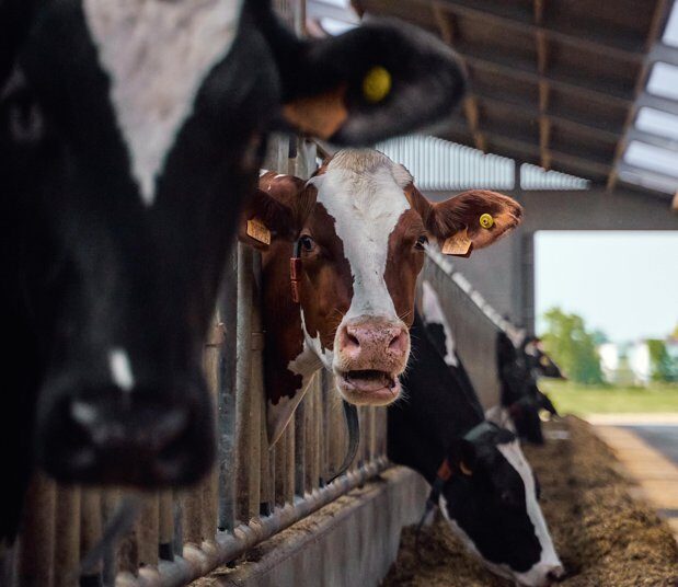 DN AGRAR cumpără Panorganic Vitavit. 750.000 euro ofertă