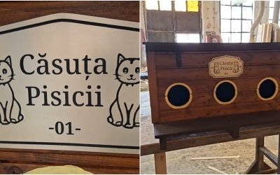 Arad: Căsuțe gratis pentru pisici, un gest de suflet