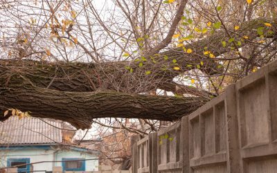 Copaci pe trotuar? Proprietarul riscă amendă dacă nu taie