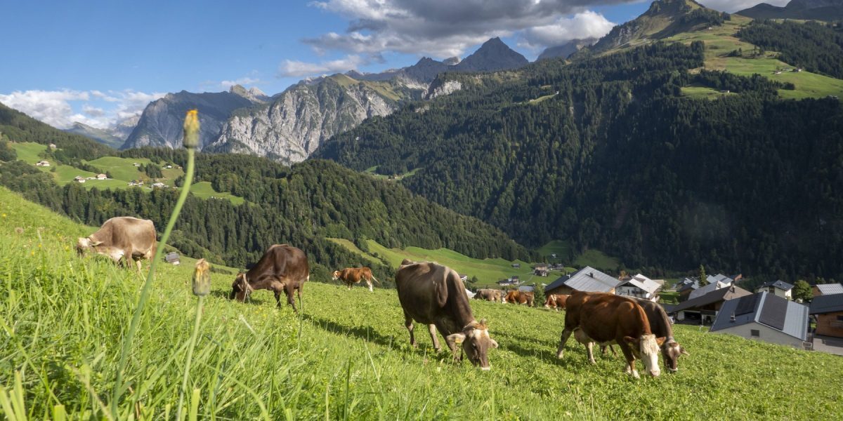 Urgență: Canicula mistuie vitele din țara alpină
