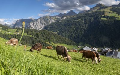 Urgență: Canicula mistuie vitele din țara alpină