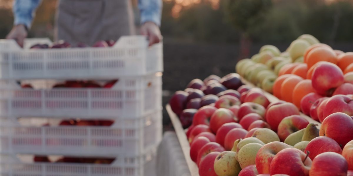 România produce un fruct-minune, dar îl importă. Preț record: 3,5 lei/kg