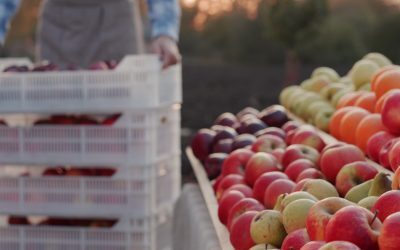 România produce un fruct-minune, dar îl importă. Preț record: 3,5 lei/kg