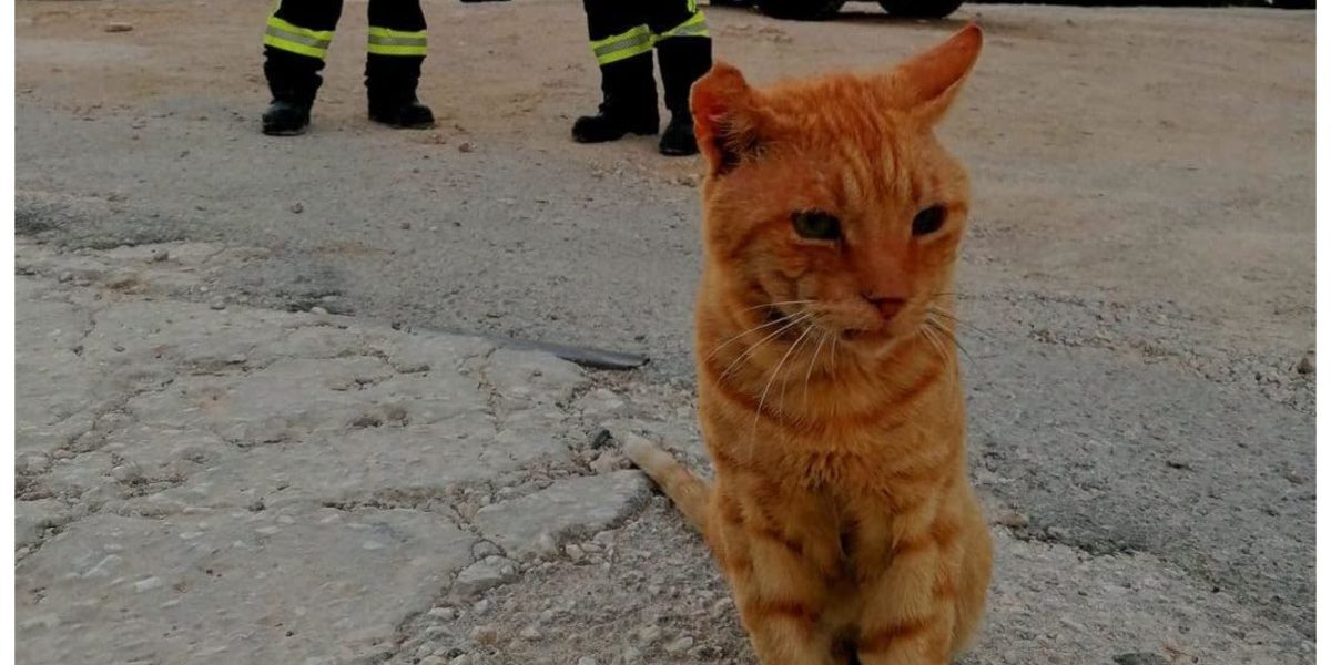 Garfield la pompieri: Motanul vagabond a rămas în Grecia