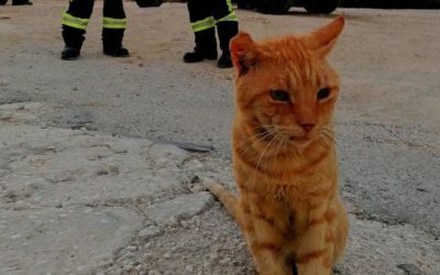 Garfield la pompieri: Motanul vagabond a rămas în Grecia