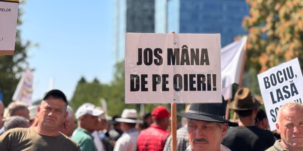 Ciobanii blochează Bucureștiul: furie pe pesta micilor rumegătoare